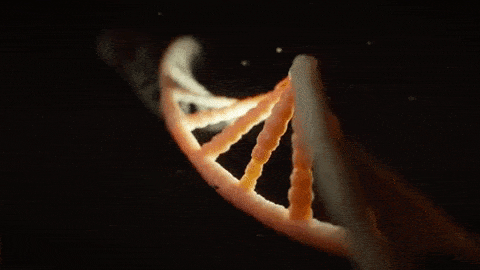 Đoạn ADN mô phỏng