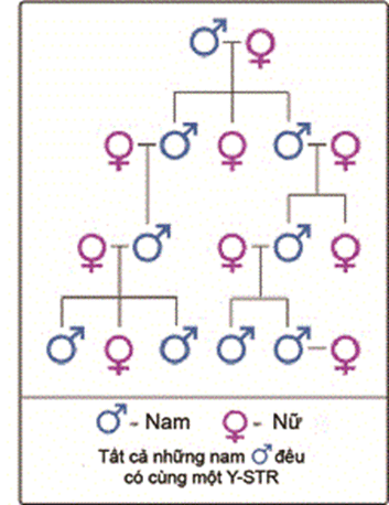 Phả Hệ Xác Định Di Truyền Dòng Nội Theo Nst Y