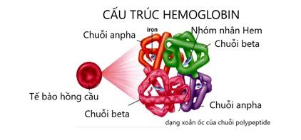 Cấu Trúc Của Hemoglobin