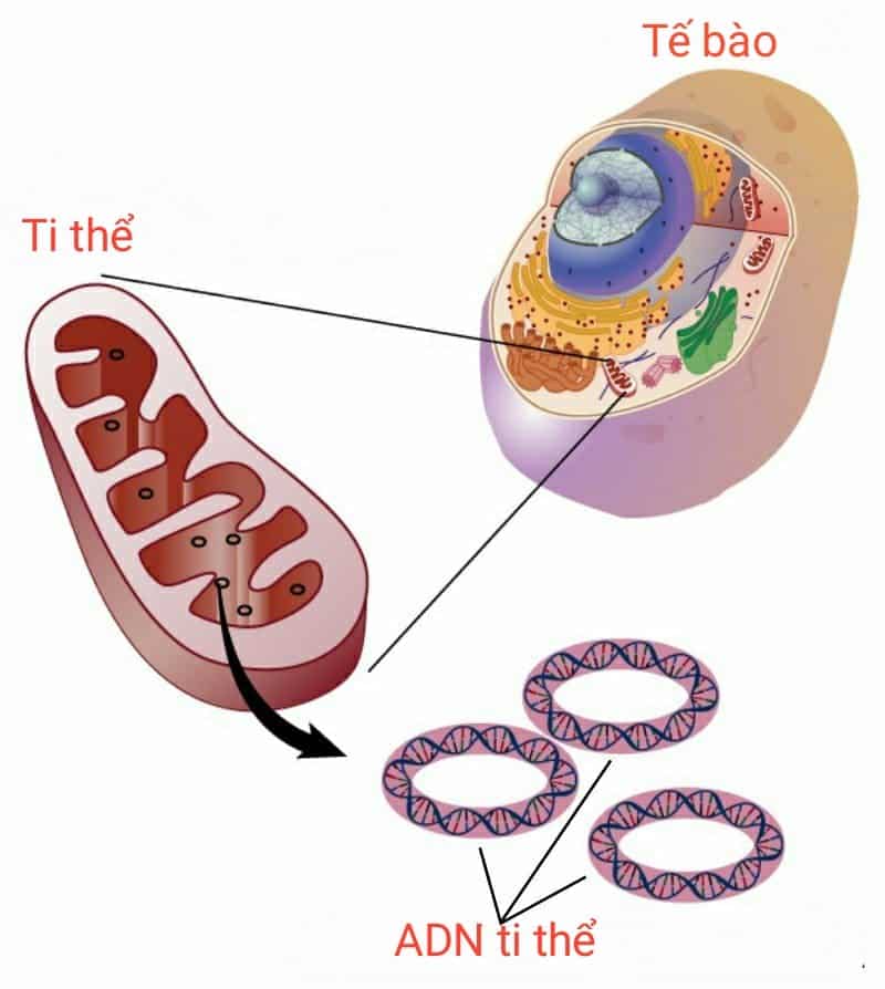 ADN ti thể nằm trong ti thể của tế bào
