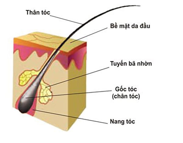 Cấu trúc của tóc