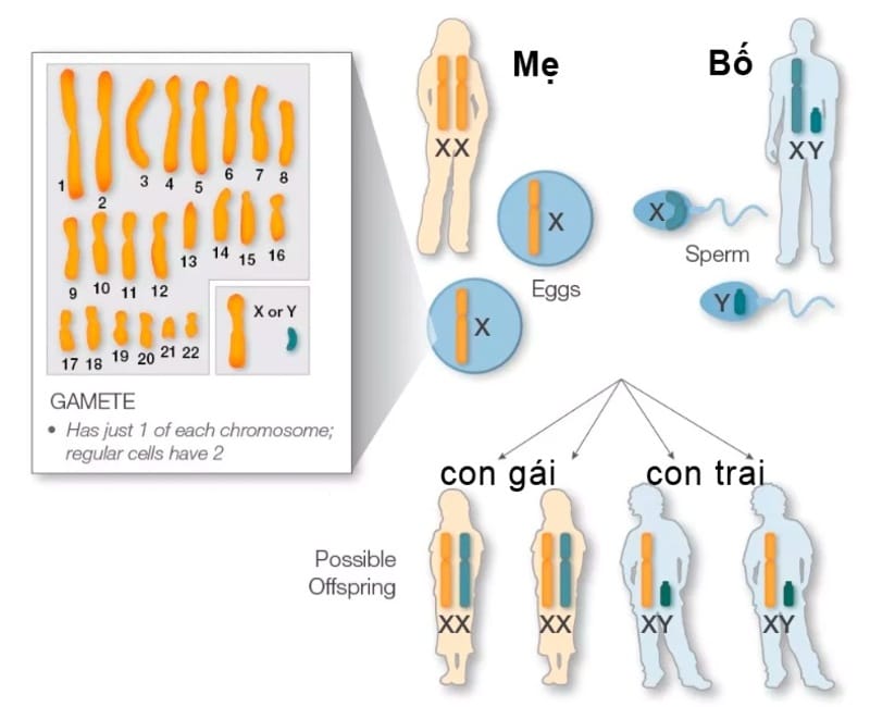 Con gái nhận 1 NST X từ cha và 1 NST X từ mẹ