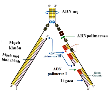 Nhân đôi ADN là gì
